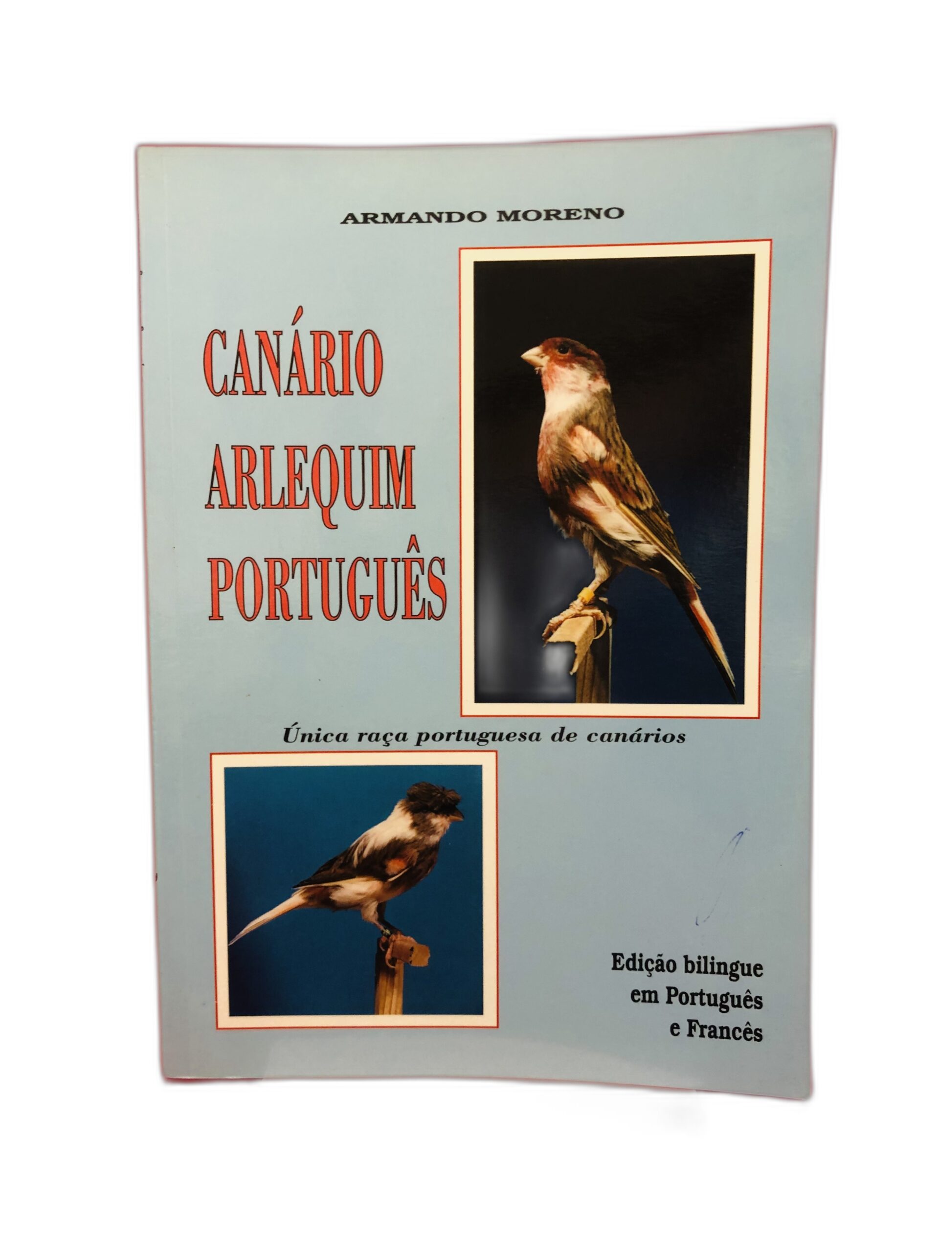 Canário Arlequim Português - Armando Moreno